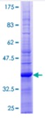 SDS-PAGE (CD59-0836H).jpg